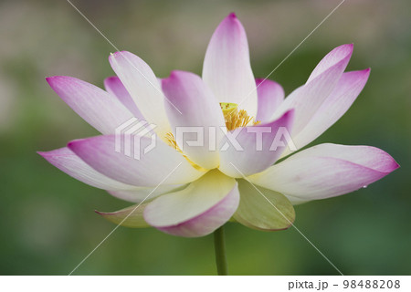 奈良県の藤原京跡にある蓮池に蓮の花が咲いています。学名はNelumbo nuciferaです。 奈良県の藤原京跡にある蓮池に蓮の花が咲いています。学名はNelumbo nuciferaです。 98488208