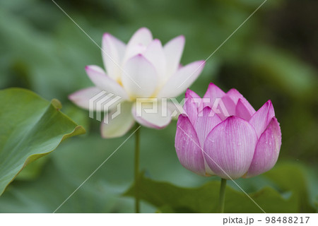 奈良県の藤原京跡にある蓮池に蓮の花が咲いています。学名はNelumbo nuciferaです。 98488217