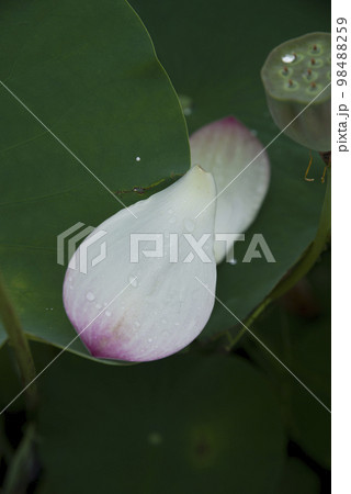 奈良県の藤原京にある蓮池の蓮の花が散っています。 奈良県の藤原京にある蓮池の蓮の花が散っています。 98488259