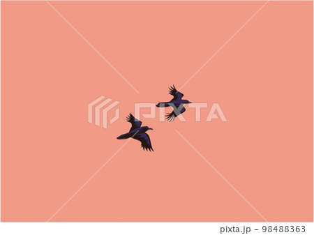 ハシブトガラス04飛翔夕焼け 98488363