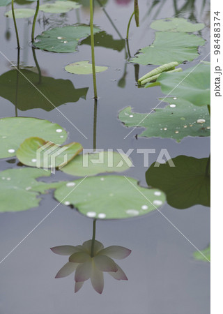 奈良県の藤原京にある蓮池の蓮の花が水面に映りこんでいます。 奈良県の藤原京にある蓮池の蓮の花が水面に映りこんでいます。 98488374