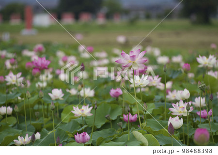 奈良県の藤原京跡にある蓮池に蓮の花が咲いています。学名はNelumbo nuciferaです。 奈良県の藤原京跡にある蓮池に蓮の花が咲いています。学名はNelumbo nuciferaです。 98488398