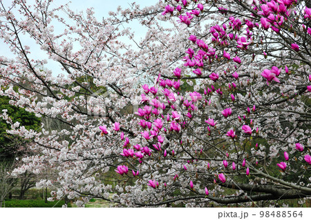於大公園のシモクレン 98488564