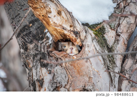 The squirrel sticks its head out of a hole in tree The squirrel sticks its head out of a hole in tree 98488613