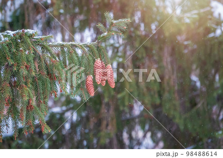 Green spruce branches with needles and cones in winter. Many cones on spruce. Green spruce branches with needles and cones in winter. Many cones on spruce. 98488614
