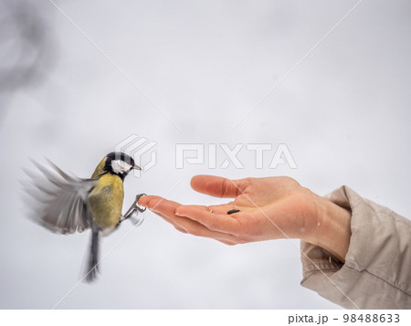 Girl feeds a tit from a palm. Hungry bird eating seeds from a hand during winter or autumn Girl feeds a tit from a palm. Hungry bird eating seeds from a hand during winter or autumn 98488633