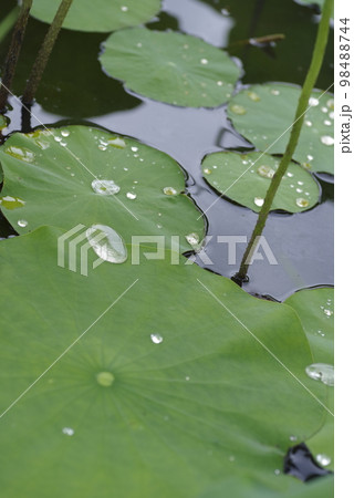 奈良県の藤原京跡にある蓮池の蓮の葉に水玉が乗っています。 奈良県の藤原京跡にある蓮池の蓮の葉に水玉が乗っています。 98488744