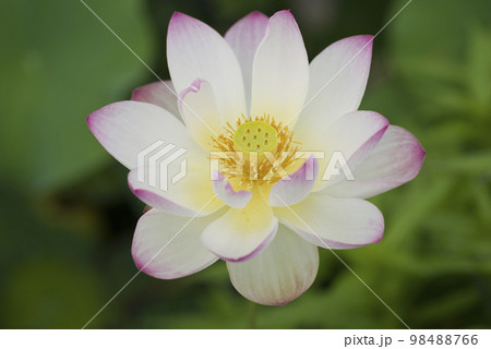 奈良県の藤原京跡にある蓮池に蓮の花が咲いています。学名はNelumbo nuciferaです。 98488766