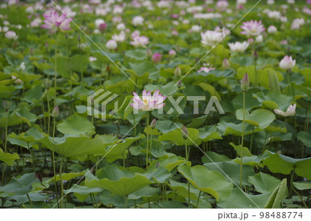 奈良県の藤原京跡にある蓮池に蓮の花が咲いています。学名はNelumbo nuciferaです。 奈良県の藤原京跡にある蓮池に蓮の花が咲いています。学名はNelumbo nuciferaです。 98488774