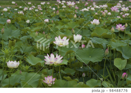 奈良県の藤原京跡にある蓮池に蓮の花が咲いています。学名はNelumbo nuciferaです。 奈良県の藤原京跡にある蓮池に蓮の花が咲いています。学名はNelumbo nuciferaです。 98488776