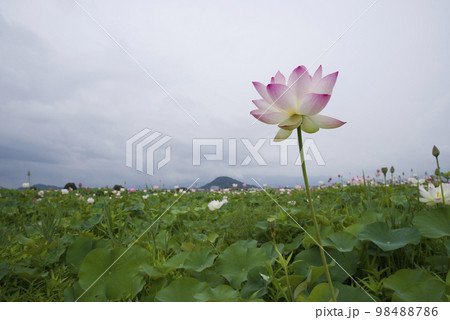 奈良県の藤原京跡にある蓮池に蓮の花が咲いています。学名はNelumbo nuciferaです。 98488786