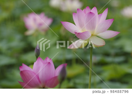 奈良県の藤原京跡にある蓮池に蓮の花が咲いています。学名はNelumbo nuciferaです。 98488796