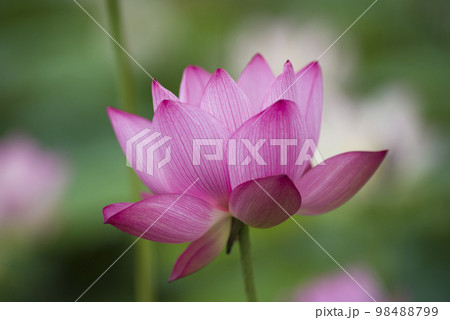 奈良県の藤原京跡にある蓮池に蓮の花が咲いています。学名はNelumbo nuciferaです。 98488799