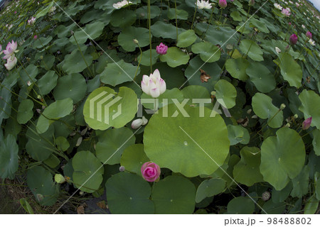奈良県の藤原京跡にある蓮池に蓮の花が咲いています。学名はNelumbo nuciferaです。 98488802