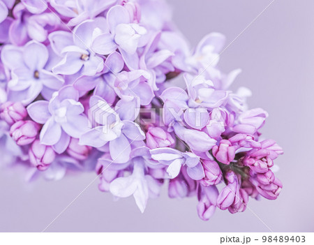 Abstract floral background, blooming branch, purple terry Lilac flower petals. Macro flowers backdrop for holiday brand design. Soft focus Abstract floral background, blooming branch, purple terry Lilac flower petals. Macro flowers backdrop for holiday brand design. Soft focus 98489403