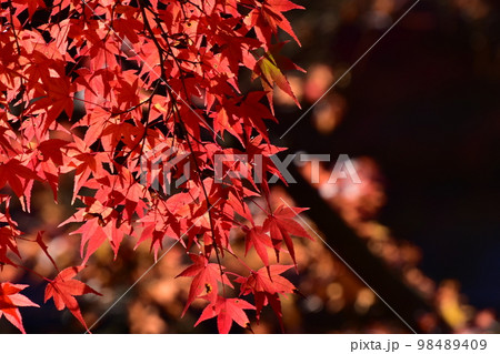 伊豆修善寺 秋の虹の郷は紅葉 伊豆修善寺 秋の虹の郷は紅葉 98489409