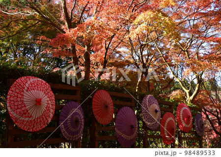 伊豆修善寺 秋の虹の郷は紅葉 伊豆修善寺 秋の虹の郷は紅葉 98489533