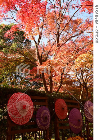 伊豆修善寺 秋の虹の郷は紅葉 伊豆修善寺 秋の虹の郷は紅葉 98489536