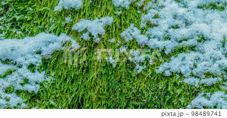 Moss. The texture of the moss Moss. The texture of the moss 98489741