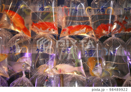 香港・通菜街（金魚街）で、ビニール袋に入れられて売られる金魚 98489922