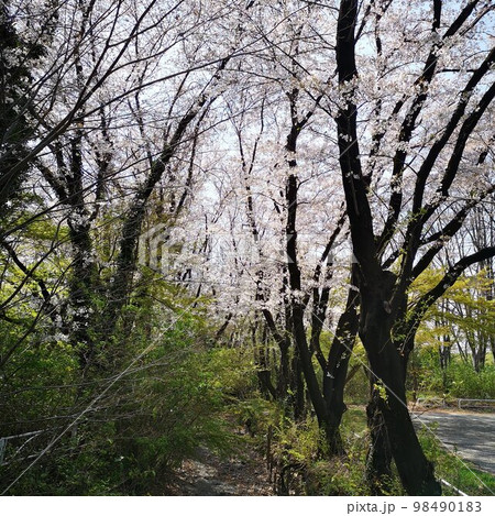 春 桜 春 桜 98490183