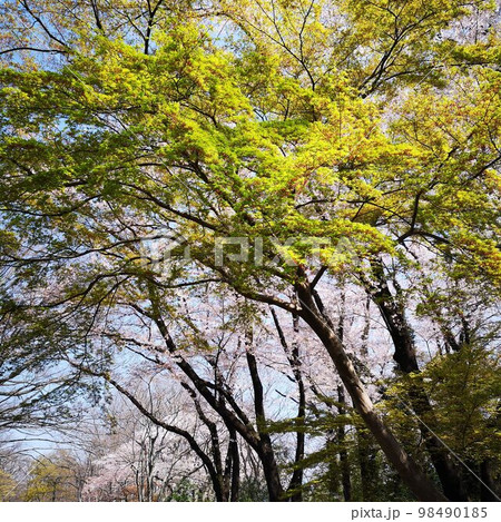 春 桜 春 桜 98490185