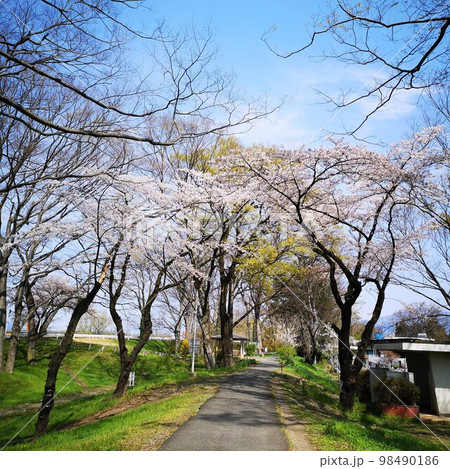 春 桜 春 桜 98490186