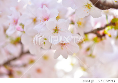 《京都市》世界遺産仁和寺に咲く満開の御室桜 98490493