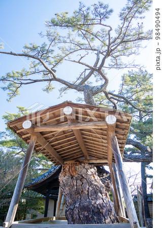 石川数正の墓所がある本宗寺の大松 （愛知県岡崎市） 98490494