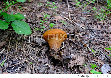 天然キノコ（ノウタケ） 98490794