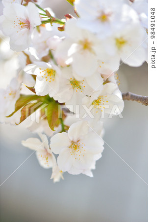 《京都市》世界遺産仁和寺に咲く満開の御室桜 98491048