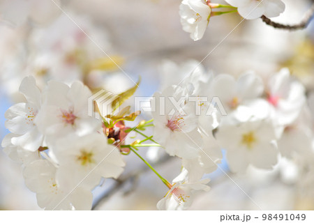 《京都市》世界遺産仁和寺に咲く満開の御室桜 98491049