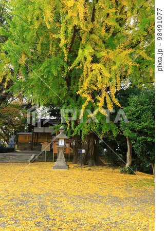 三栖神社 大イチョウの木 三栖神社 大イチョウの木 98491077