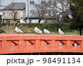 赤い橋に並ぶ野鳥 98491134