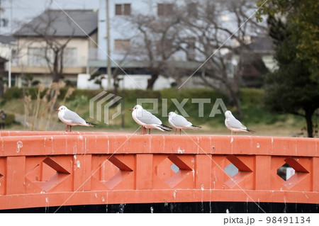 赤い橋に並ぶ野鳥 98491134