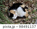 草むらで眠る野良猫 98491137