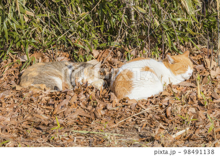 ふかふかの落ち葉のベッドで休む猫たち 98491138