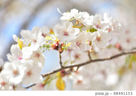 《京都市》世界遺産仁和寺に咲く満開の御室桜 98491153