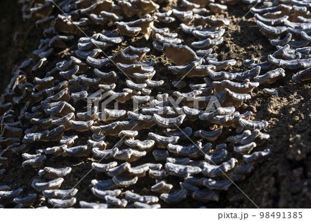 木の幹に生える茸 木の幹に生える茸 98491385