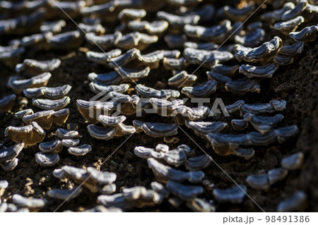 木の幹に生える茸 98491386