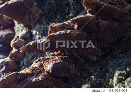 木の幹に生える茸 木の幹に生える茸 98491403