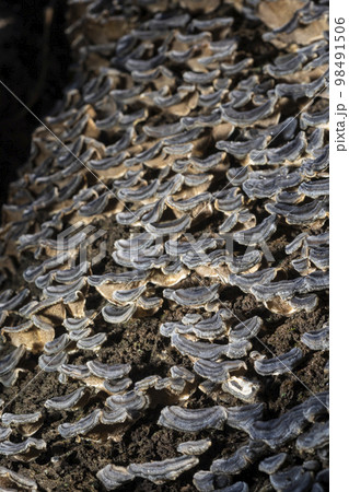木の幹に生える茸 98491506