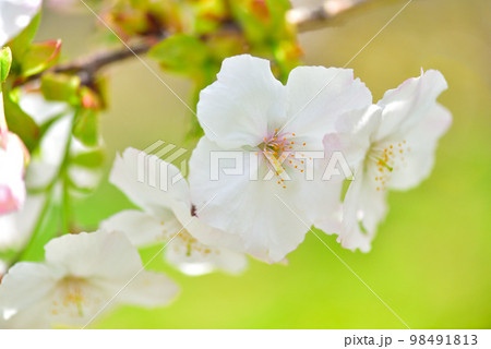 《京都市》世界遺産仁和寺に咲く満開の御室桜 98491813