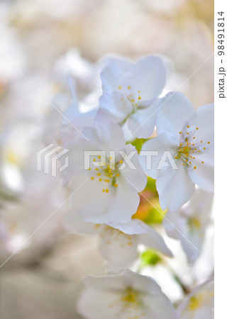 《京都市》世界遺産仁和寺に咲く満開の御室桜 98491814