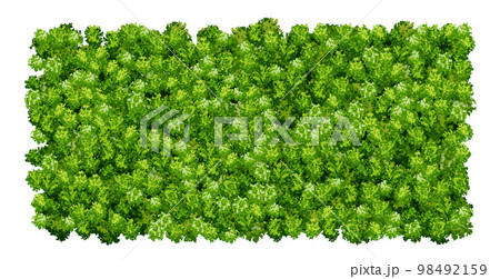 Green wall pattern with raindeer moss texture isolated on white 98492159
