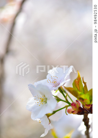 《京都市》世界遺産仁和寺に咲く満開の御室桜 《京都市》世界遺産仁和寺に咲く満開の御室桜 98492530