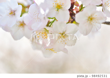 《京都市》世界遺産仁和寺に咲く満開の御室桜 98492531