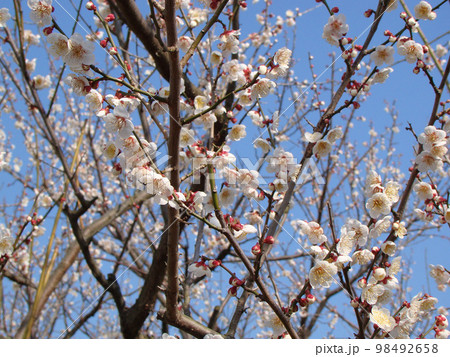 梅の花 98492658