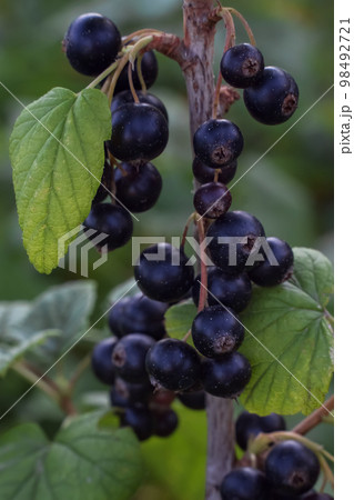 Black currant bush close-up. Green blurred background. Fruit gardening. Diet food without chemicals. Healthy food concept. Vertical orientation. Selective focus. Black currant bush close-up. Green blurred background. Fruit gardening. Diet food without chemicals. Healthy food concept. Vertical orientation. Selective focus. 98492721