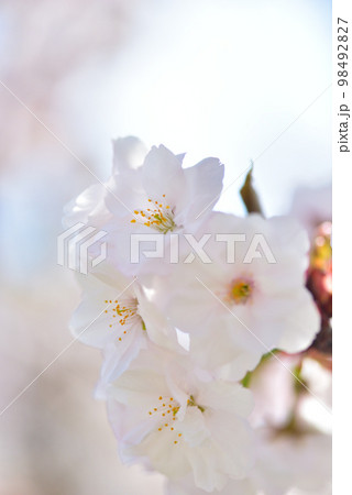 《京都市》世界遺産仁和寺に咲く満開の御室桜 《京都市》世界遺産仁和寺に咲く満開の御室桜 98492827